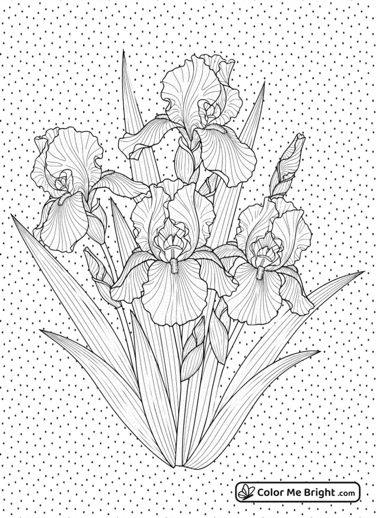 coloring page Charming Irises
